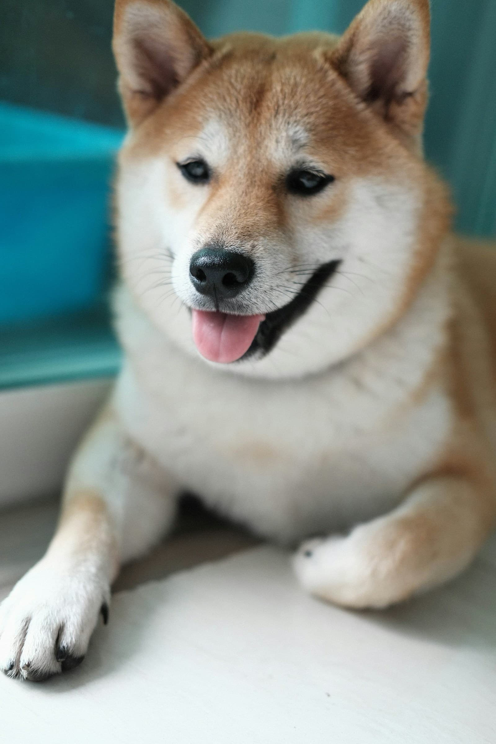 Happy Shiba Inu dog